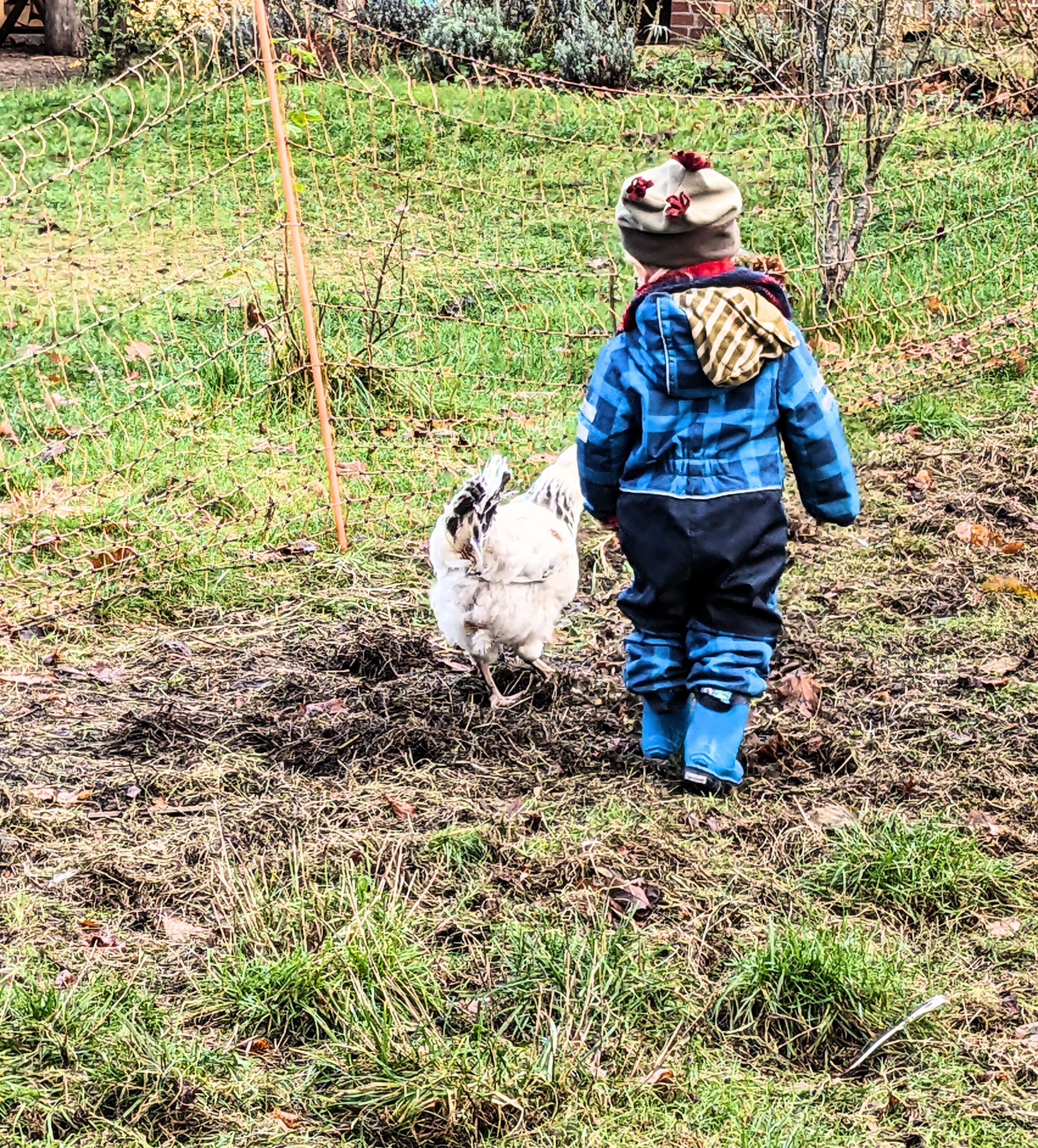 Ein kleines Kind in einem blauen Softshell-Anzug läuft neben einem weißen Huhn über eine Wiese