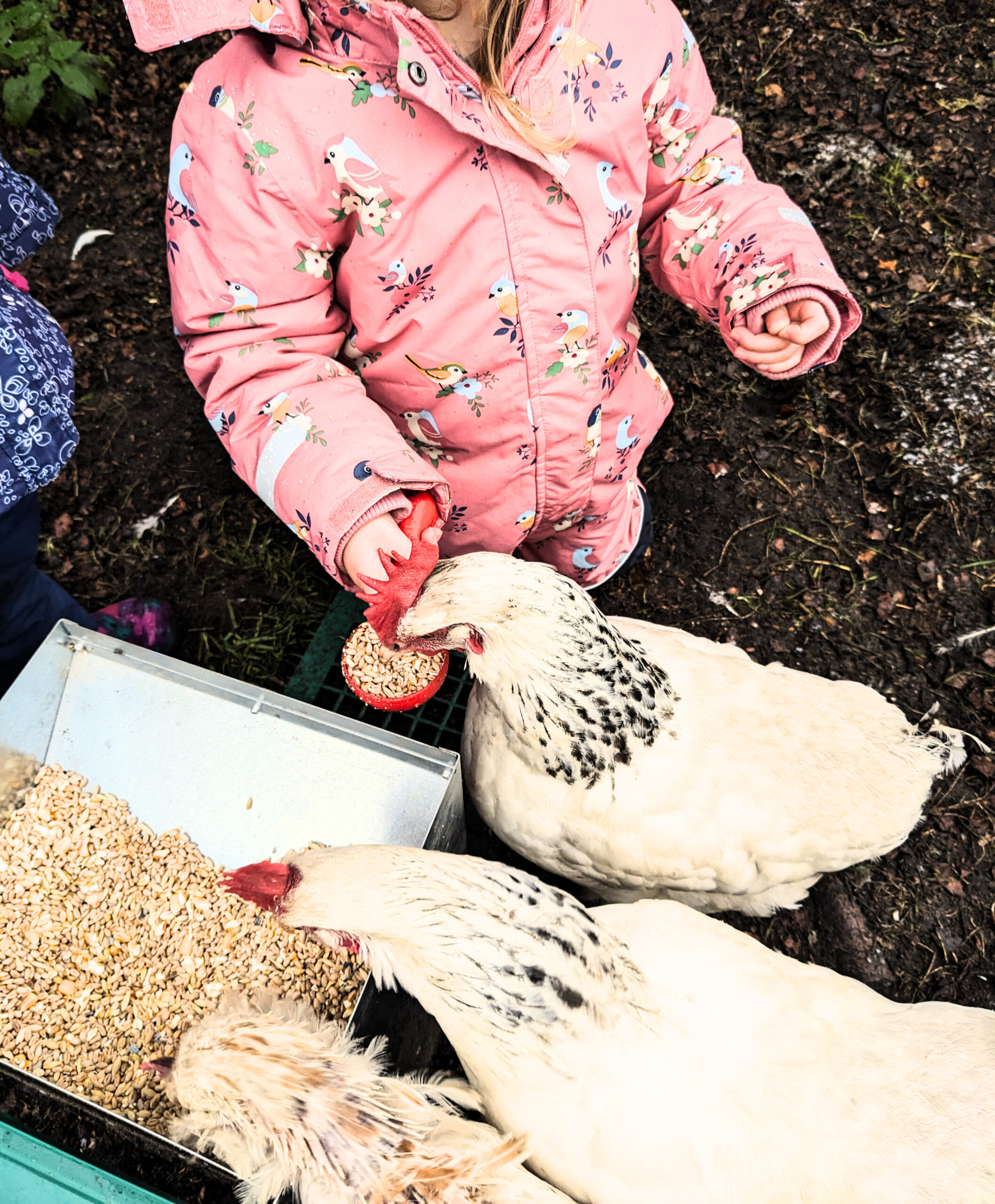 Im Vordergrund drei weiße Hühner, die Körner aus einem Futter-Automaten picken, im Hintergrund ein Kind im Schneeanzug, das ein Huhn füttert