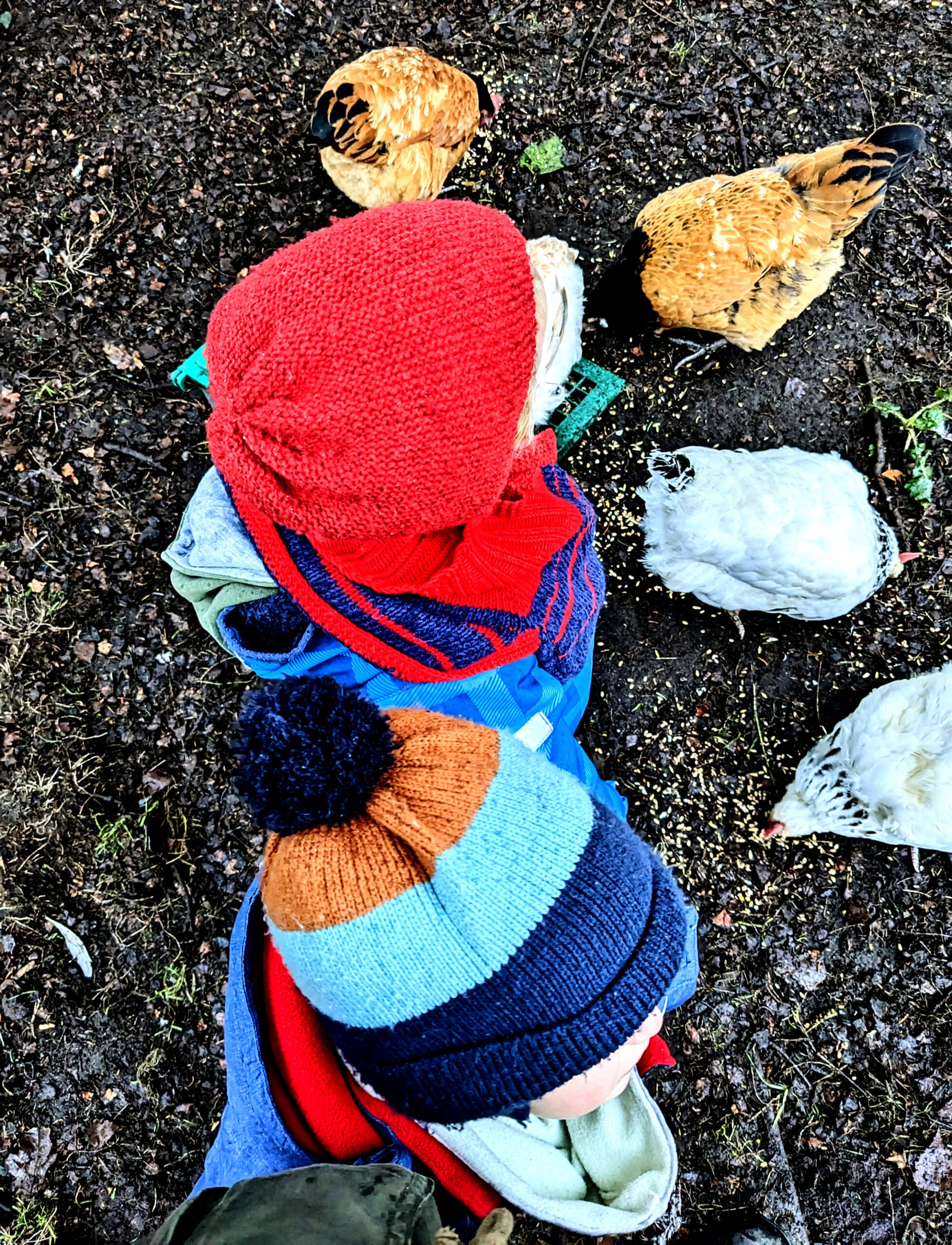 Zwei Kleinkinder von oben fotografiert, eins mit roter Wollmütze, eins mit bunt gestreifter Mütze, beide im Schneeanzug, neben den Kindern befinden sich insgesamt 4 Hühner, zwei weiße Hühner, zwei braune Hühner