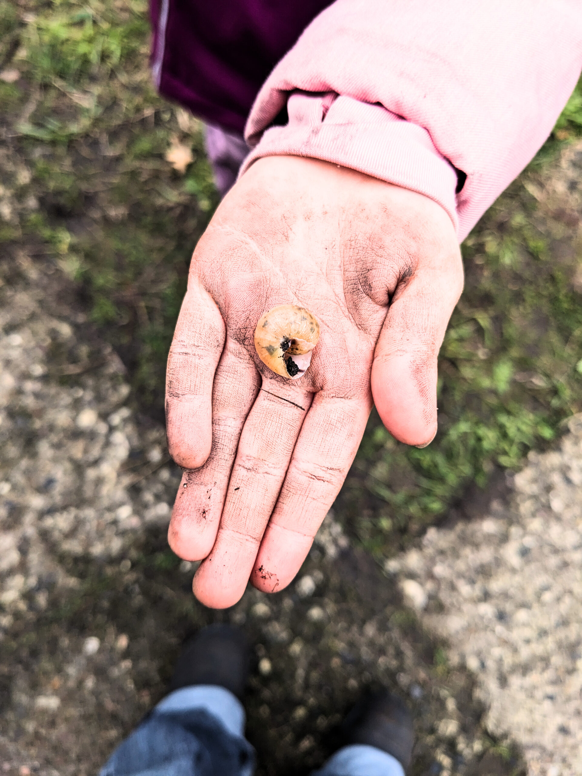 Eine Kinderhand, auf der ein Schneckenhaus liegt